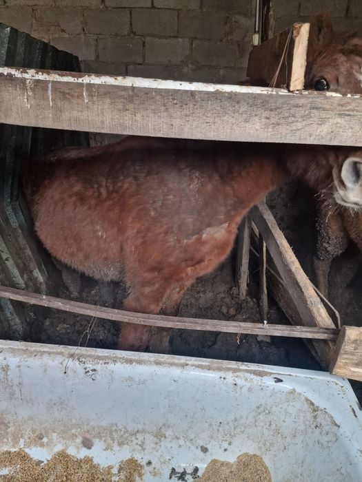 Продам бие с откорма