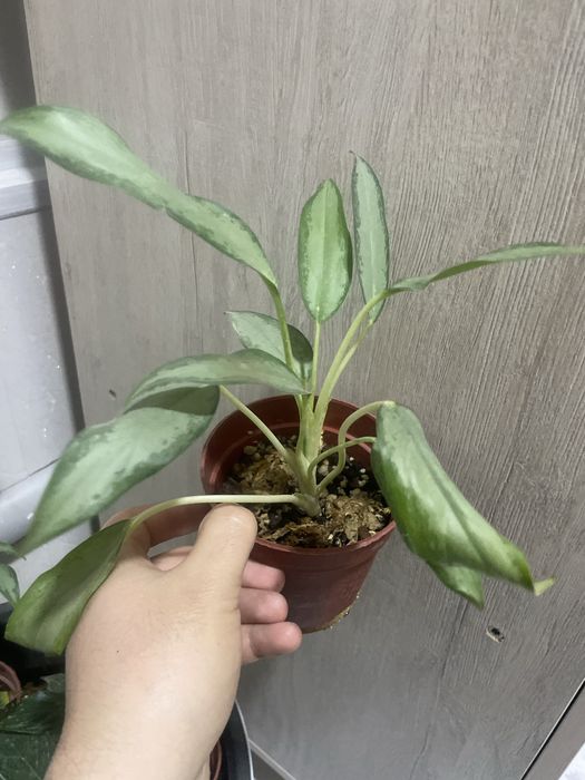 Аглаонема белоствольная вайт ленс