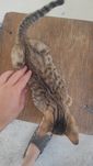 Кошка самка хорошая