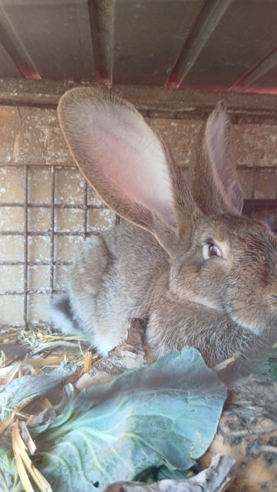 Vand iepuri mai multe feluri