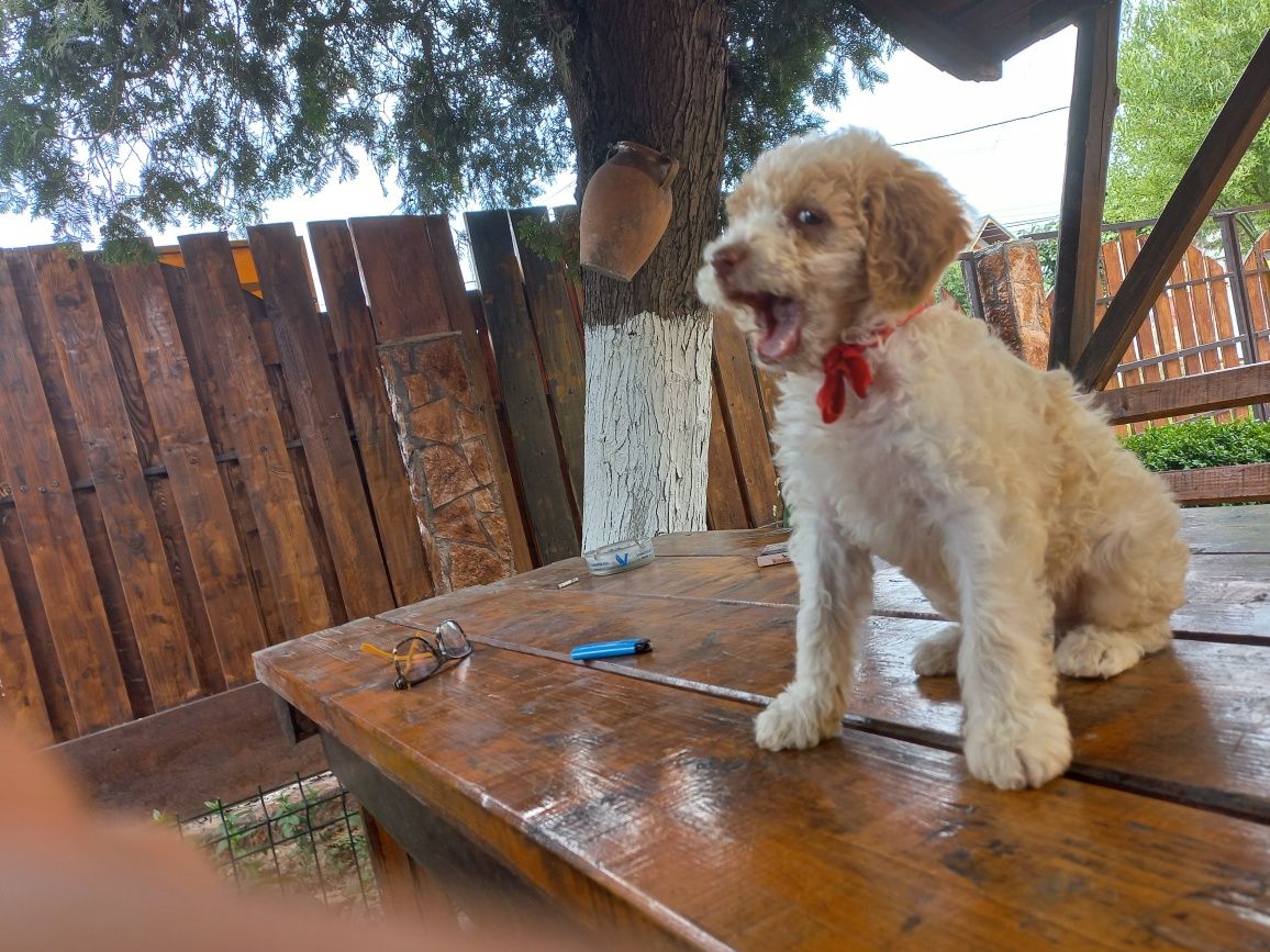 Lagotto Romagnolo, Băieți,