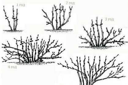 Ароматен черен  касис