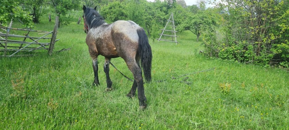 Mânz de vanzare de 1 an