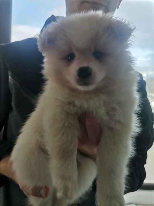 Мъжко Кученце Померан