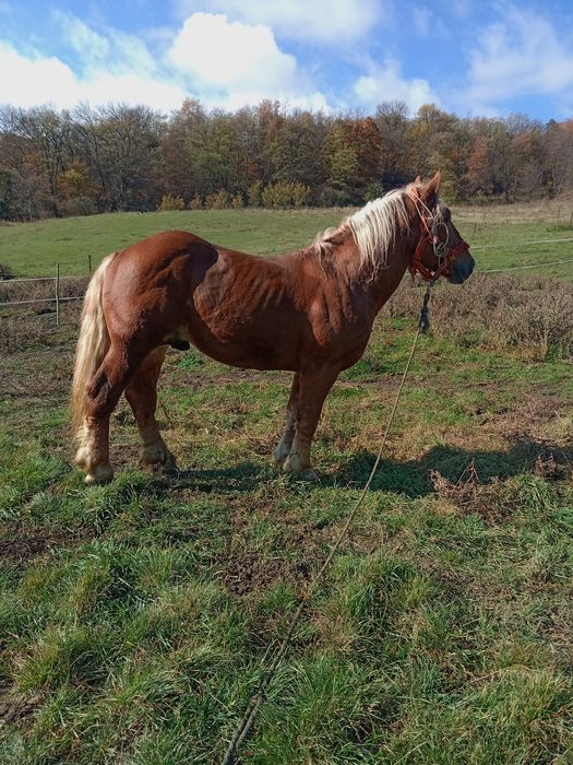 Vând armăsar cuminte și garantat de 4 ani