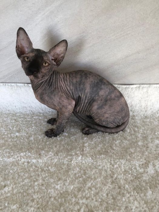 Pui fetita Sphynx / Sfinx