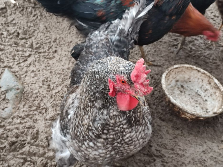 Петухи домашниее