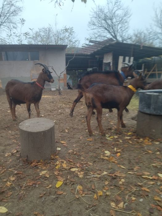 Vând țap alpin francez original