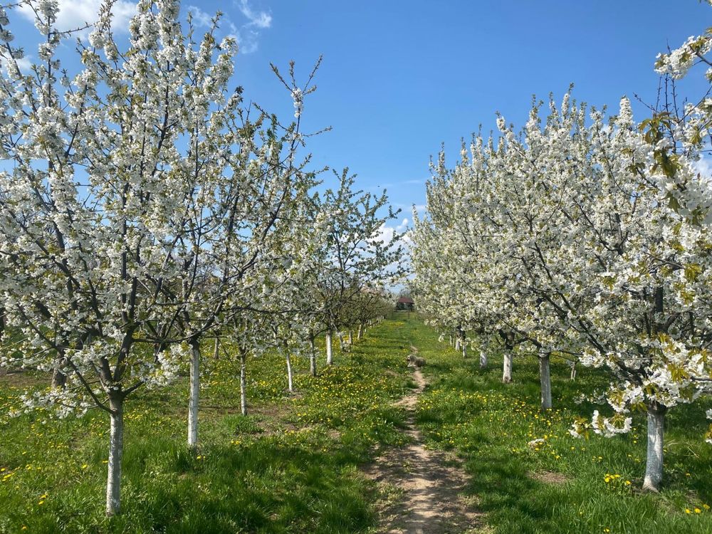 Vand teren intravilan in Alios , Jud TM suparafata 1500 m2