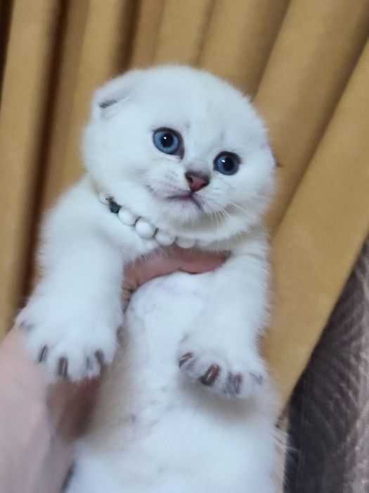 Продаются шикарные котята породы Скоттиш фолд