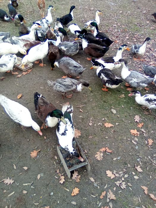 Rațe leșești și rățoi românești Prahova