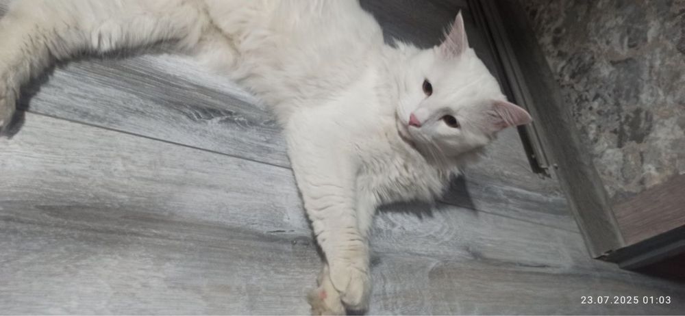 Кот в добрые руки