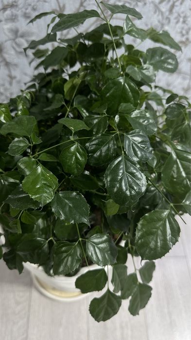 Радермахера пышная