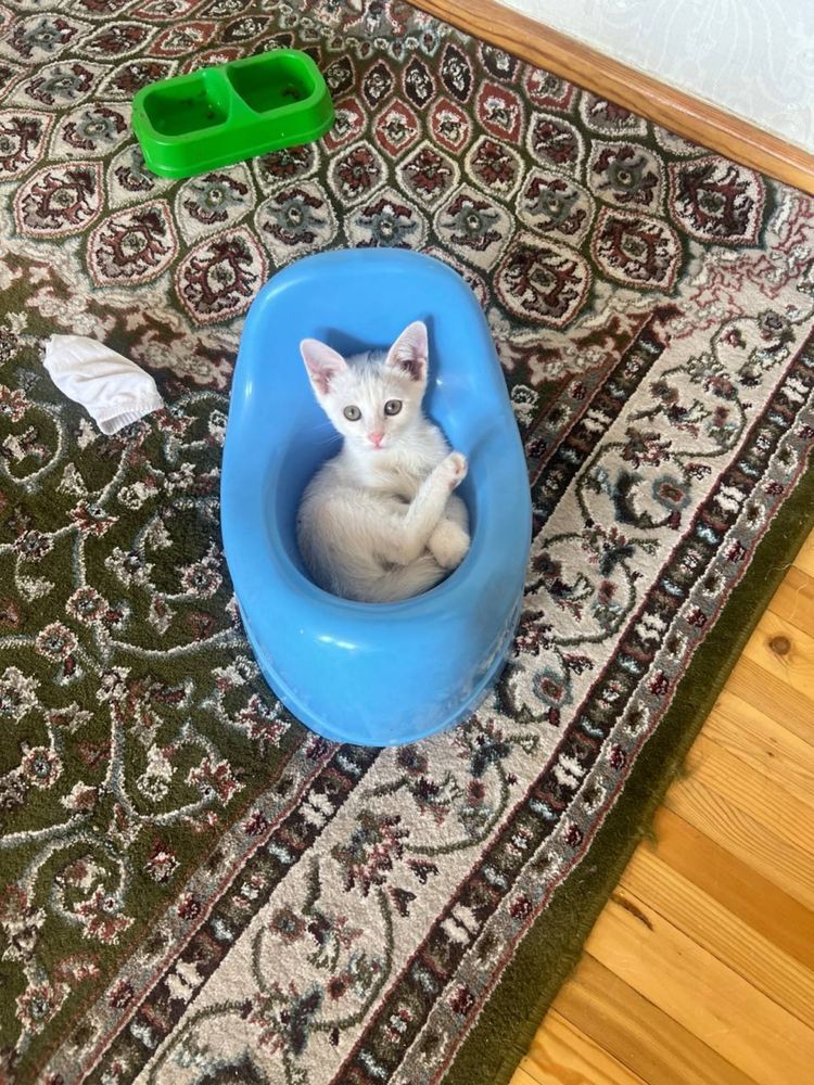Белый Домашний котенок девочка 3 мес