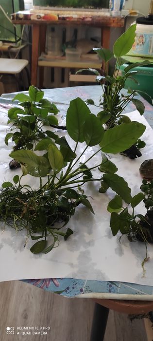 Растение анубиас Бартера