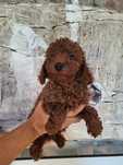 Pudel/Caniche pitic