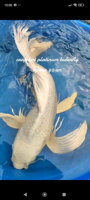 Crapi koi buterfly, standard si long fin