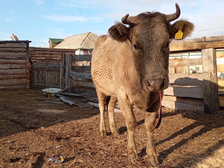 Продам корову находится в Кушмуруне