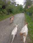 Vand ce se vede in anunt
