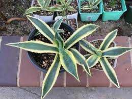 Agava americana uriasa