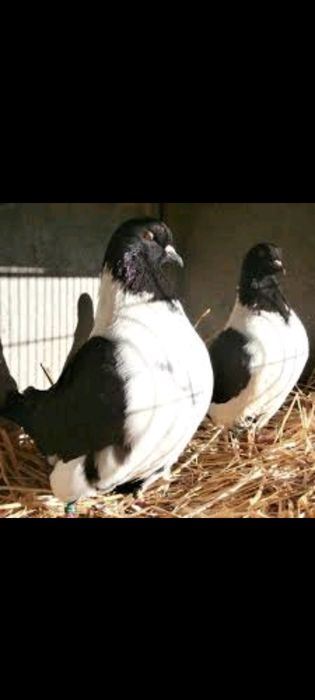 Vând Porumbei Straseri și Voiajori Albi !!!