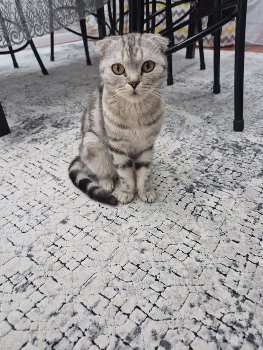 кошка шотландский