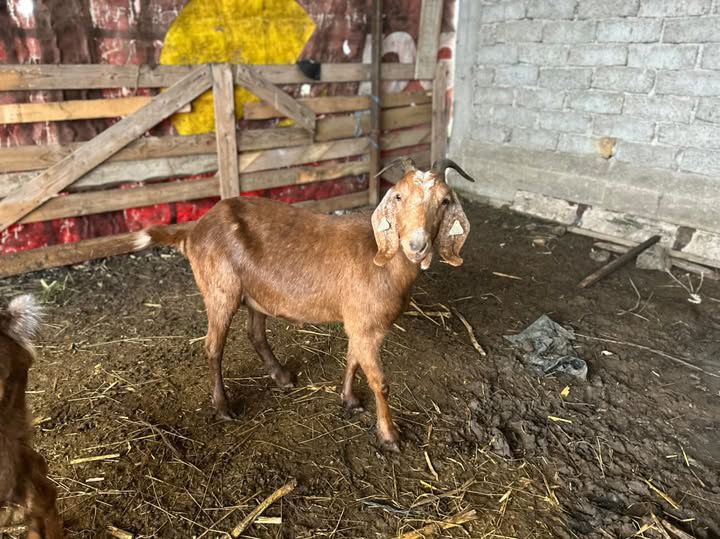 De vanzare o capra si un tap