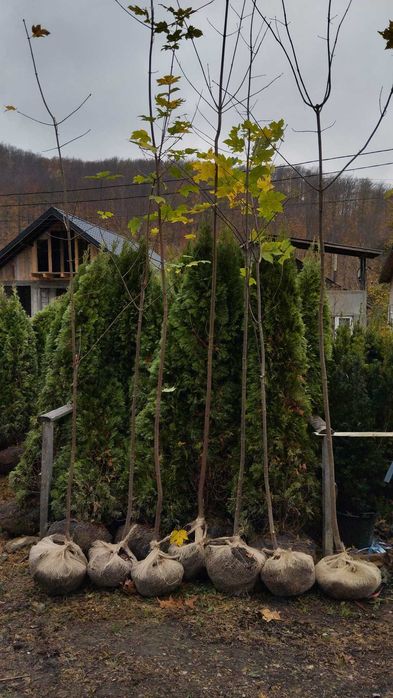 Mesteacan Alb Betula