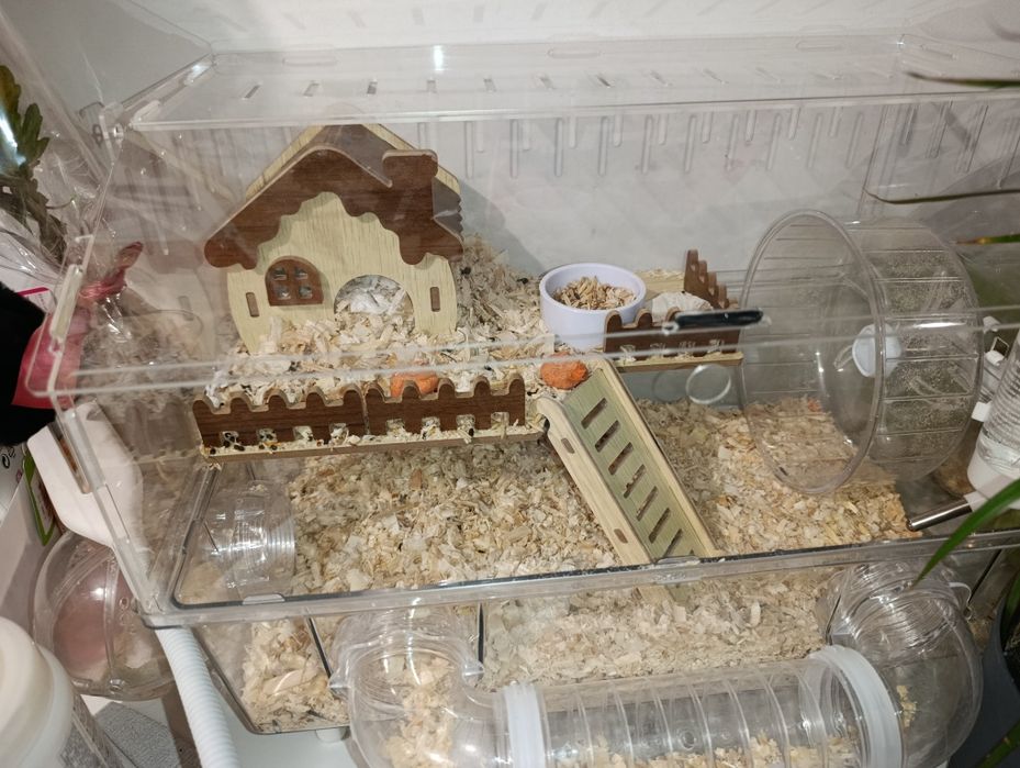 ОЧЕНЬ СРОЧНО Самый милый и ручной хомяк из всех на свете