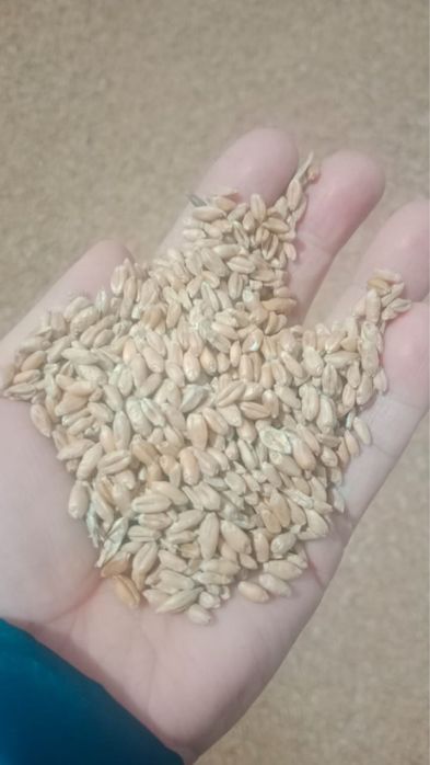 Продам пшеницу высокого сорта