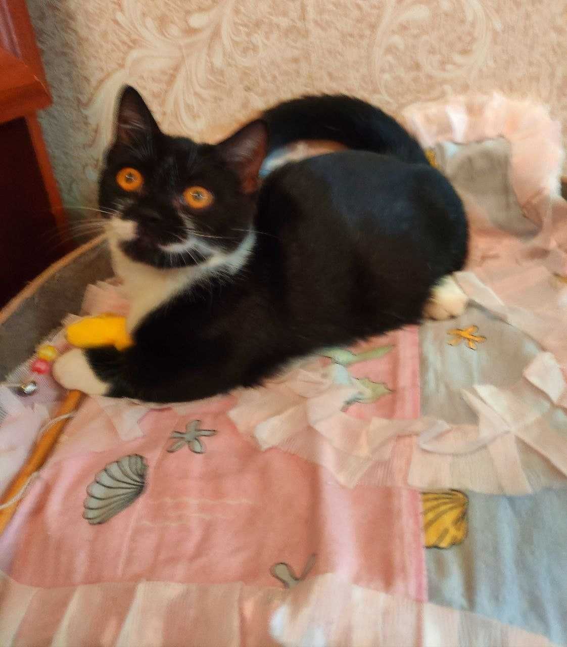 Продается котенок манчкин, девочка