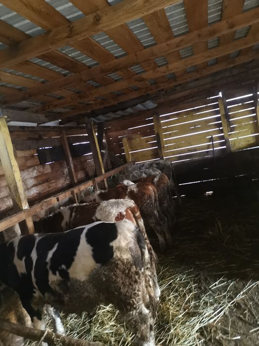 Vand 7 taurasi de rasa varsta cuprinsa 6 7  luni