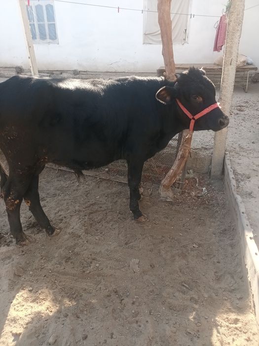 Букка сотилади 16милион