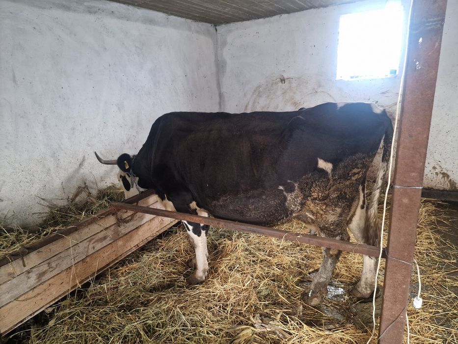 Vitea metis limusine