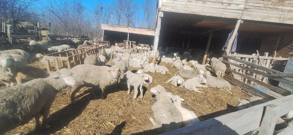 Vand berbecuti de sacrificat!40 bucati.