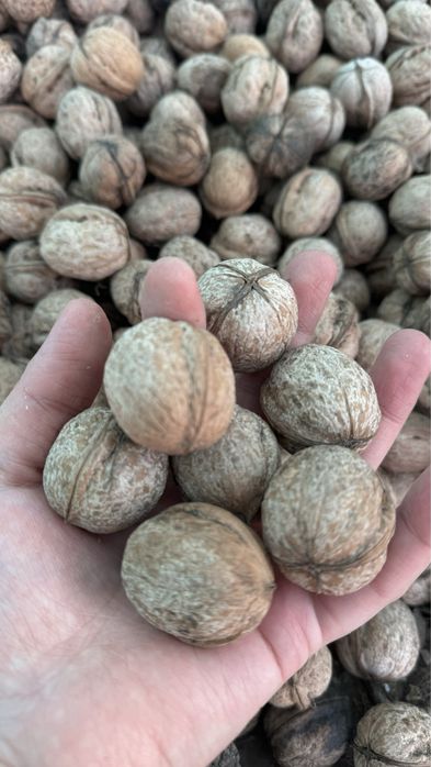Жангак, Жаңғақ, Греческий орех