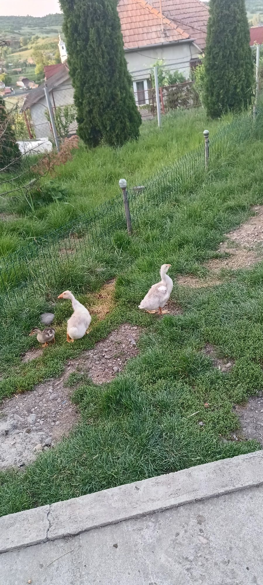 Vand 3 gaste adulte si 3 boboci