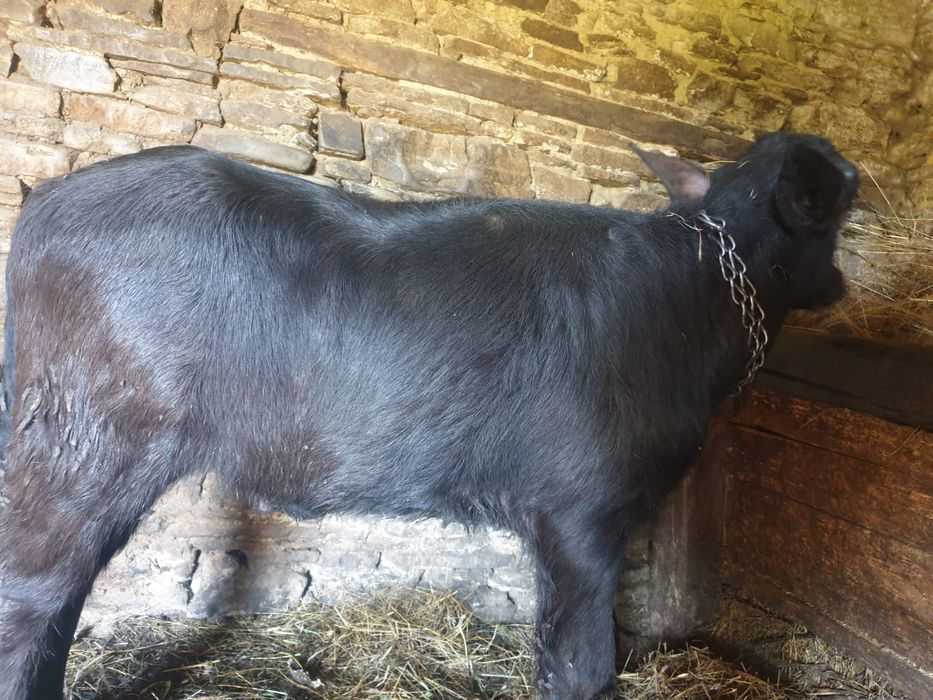 Vițel de bivol de vânzare