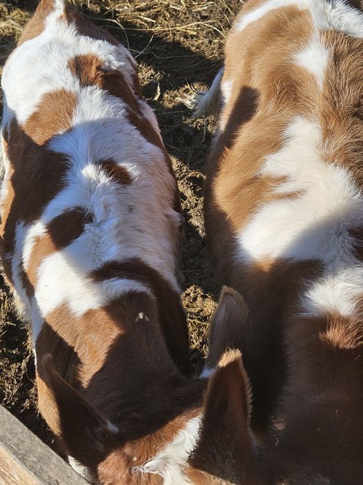 Vând 2 vitei antarcati