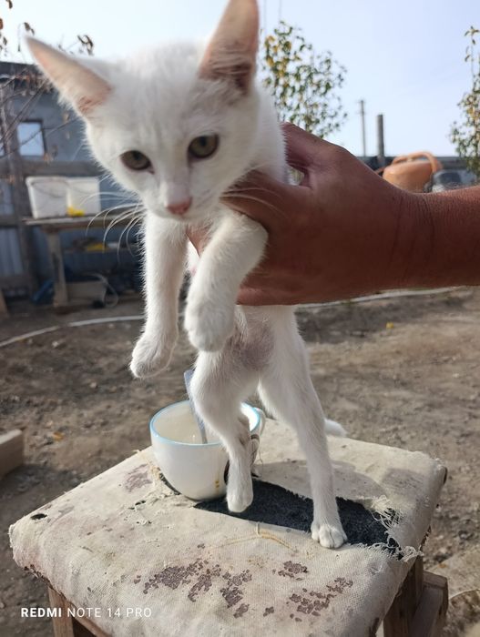 Котенок в добрые руки