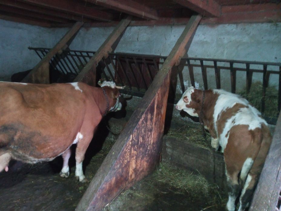 Vând vaca cu vitel de 4 luni Bălțata romaneasca