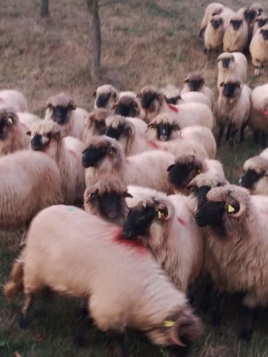 Vând oi pentru țânut