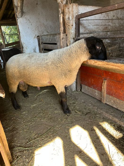 De vânzare berbecuț sufolk