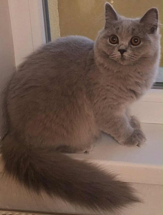 Коте дългокосместо на 6месеца