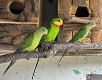 Papagali Baraband