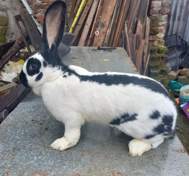 Iepuri fluture german- adulti-2 femele si un mascul