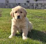 Golden retriever