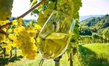 Vând struguri de vin