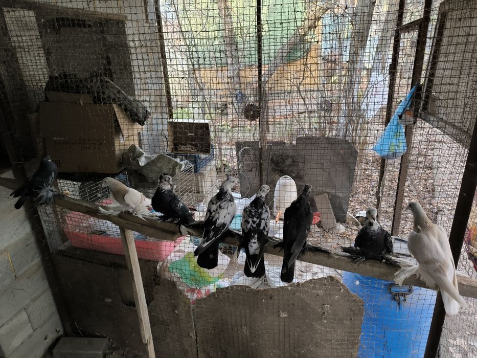 Молодые, Рябоголовые, Сочи