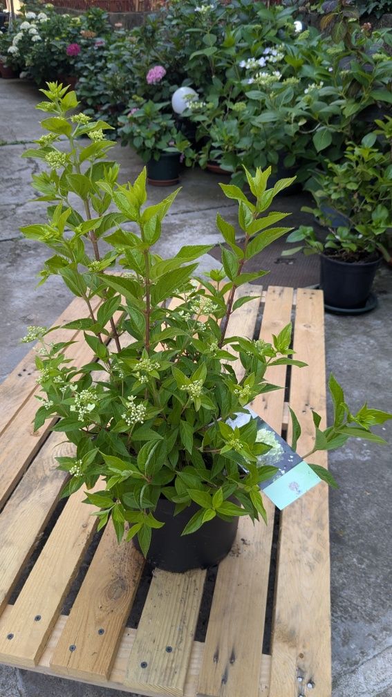 Hortensie paniculata